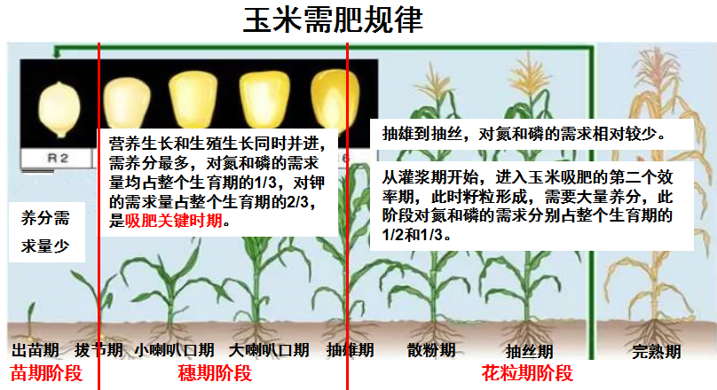 玉米1.png 玉米1.png